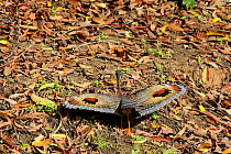Sunbittern (Eurypyga helias) showing eyespots - visible when wings spread - used for threat and courtship displays. The Pantanal wetlands of Mato Grosso State, Center-West of Brazil.