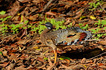 Sunbittern (Eurypyga helias) with some display feathers visible. The Pantanal wetlands of Mato Grosso State, Center-West of Brazil.