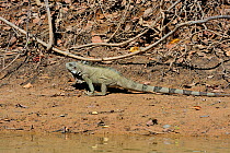 Green / Common Iguana (Iguana iguana) by water. The Pantanal wetlands of Mato Grosso State, Brazil, November.