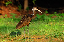 Limpkin (Aramus guarauna) in profile. The Pantanal wetlands of Mato Grosso State, Brazil, November.