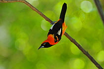Orange-backed Troupial / Oriole (Icterus croconotus) hanging from a branch. The Pantanal wetlands of Mato Grosso State, Brazil, November.