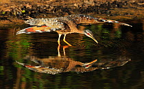 Sunbittern (Eurypyga helias) spreading its wings while standing in water. The Pantanal wetlands of Mato Grosso State, Brazil, November.