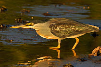 Striated Heron (Butorides striatus) in water. The Pantanal wetlands of Mato Grosso State, Brazil, November.