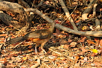 Chaco Chachalaca (Ortalis canicollis) on the forest floor. The Pantanal wetlands of Mato Grosso State, Brazil, November.