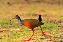 Gray-necked Wood-rail (Aramides cajanea) walking while holding something in its beak. The Pantanal wetlands of Mato Grosso State, Brazil, November.