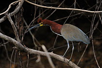 Rufescent Tiger Heron (Tigrisoma lineatum) perched among branches. The Pantanal wetlands of Mato Grosso State, Brazil, November.
