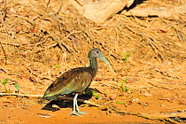 Green Ibis (Mesembrinibis cayennensis). The Pantanal wetlands of Mato Grosso State, Brazil, November.