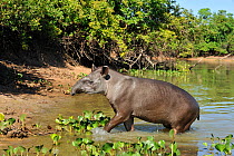 Brazilian Tapir (Tapirus terrestris) wading from the Pixaim River, in Pantanal Wildlife Center. The Pantanal wetlands of Mato Grosso State, Brazil, November.