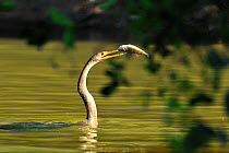 Darter / Anhinga (Anhinga anhinga) female in water with fish prey in beak. The Pantanal wetlands of Mato Grosso State, Brazil, November.