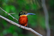 Green-and-rufous Kingfisher (Chloroceryle inda) perching. The Pantanal wetlands of Mato Grosso State, Brazil, November.