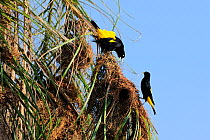 Yellow-rumped Cacique (Cacicus cela) male displaying to a female at the nest. The Pantanal wetlands of Mato Grosso State, Brazil, November.