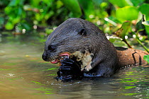 Giant Otter / Giant Brazilian Otter (Pteronura brasiliensis) in water eating a fish. The Pantanal wetlands of Mato Grosso State, Brazil, October.