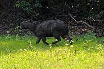 Smooth-billed Ani (Crotophaga ani) on a capybara (Hydrochaeris hydrochaeris). The Pantanal wetlands of Mato Grosso State, Center-West of Brazil.