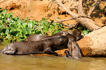 Giant Otter / Giant Brazilian Otter (Pteronura brasiliensis) family grooming a cub. The Pantanal wetlands of Mato Grosso State, Brazil, October.