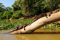 Two Giant Otter / Giant Brazilian Otter (Pteronura brasiliensis) sunbathing on a tree trunk. The Pantanal wetlands of Mato Grosso State, Brazil, October.