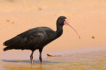 Bare-faced / Whispering Ibis (Phimosus infuscatus) by water. The Pantanal wetlands of Mato Grosso State, Brazil, October.