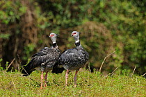 A pair of Southern / Crested Screamer (Chauna torquata) walking through grass. The Pantanal wetlands of Mato Grosso State, Brazil, October.