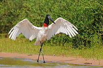 Jabiru Stork (Jabiru mycteria) spreading wings while striding beside the Piquiri River. The Pantanal wetlands of Mato Grosso State, Brazil, October.