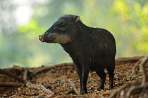 White-lipped Peccary (Tayassu pecari / albirostris) standing on the forest floor. The Pantanal wetlands of Mato Grosso State, Center-West of Brazil.