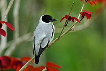 Black-crowned Tityra (Tityra inquisitor) male perched among red leaves in Serrinha do Alambari Environmental Protection Area. Rio de Janeiro State, South-eastern Brazil, October.