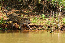 Jaguar (Panthera onca palustris) female on the shore of Piquiri River. The Pantanal wetlands of Mato Grosso State, Brazil, October.