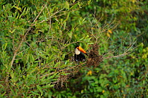 Toco Toucan (Ramphastos toco) preying on a nest in Piquiri River. The Pantanal wetlands of Mato Grosso State, Brazil, October.