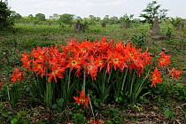 Lilies (Hippeastrum aulicum) blooming in Pantanal Wildlife Center. The Pantanal wetlands of Mato Grosso State, Brazil, October.
