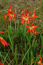 Lilies (Hippeastrum aulicum) blooming in Pantanal Wildlife Center. The Pantanal wetlands of Mato Grosso State, Brazil, October.