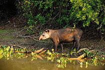 Brazilian Tapir (Tapirus terrestris) by the Pixaim River in Pantanal Wildlife Center. The Pantanal wetlands of Mato Grosso State, Brazil, October.