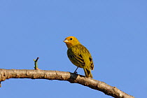 Saffron Finch (Sicalis flaveola) perched on a branch. The Pantanal wetlands of Mato Grosso State, Brazil, October.