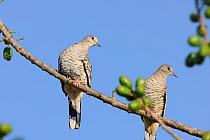 Two Scaled Doves (Columbina squammata) perching. The Pantanal wetlands of Mato Grosso State, Center-West of Brazil.