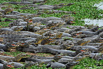 Congregation of Yacare Caimans (Caiman yacare) by water. The Pantanal wetlands of Mato Grosso State, Brazil, October.