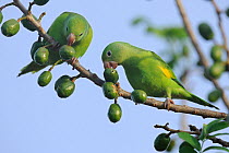 Yellow-chevroned Parakeets (Brotogeris chiriri) eating the fruit of Siriguela tree (Spondias purpurea). The Pantanal wetlands of Mato Grosso State, Brazil, October.