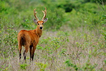 Adult male Marsh Deer (Blastocerus dichotomus) male in grasslands. Endangered species. The Pantanal wetlands of Mato Grosso State, Brazil, October.
