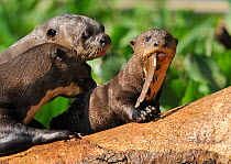 A cub of Giant Otter, or Giant Brazilian Otter (Pteronura brasiliensis) eating a fish, in the The Pantanal wetlands of Mato Grosso State, Center-West of Brazil.
