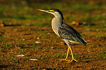 Striated Heron (Butorides striata) in profile. The Pantanal wetlands of Mato Grosso State, Brazil, November.