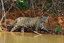 Female Jaguar (Panthera onca palustris) on the shore of Piquiri River. The Pantanal wetlands of Mato Grosso State, Brazil, October.