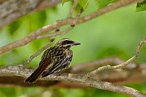Streaked Flycatcher (Myiodynastes maculatus) perching. The Pantanal wetlands of Mato Grosso State, Center-West of Brazil.