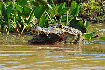 Yacare Caiman (Caiman yacare) with a large fish catch. The Pantanal wetlands of Mato Grosso State, Brazil, October.