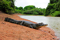 Yacare Caiman (Caiman yacare) by water. The Pantanal wetlands of Mato Grosso State, Brazil, November.
