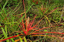Bromeliad (Bromelia reversacantha). The Pantanal wetlands of Mato Grosso State, Brazil, November.