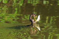 Female Anhinga / Darter (Anhinga anhinga) in water with fish prey. The Pantanal wetlands of Mato Grosso State, Brazil, November.
