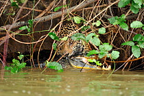 Jaguar (Panthera onca palustris) in water with Yacare Caiman (Caiman yacare), its teeth around the back of the prey's neck. Piquiri River, The Pantanal wetlands of Mato Grosso State, Brazil, October....