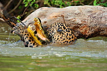 Jaguar (Panthera onca palustris) struggling with a Yacare Caiman (Caiman yacare) in the Piquiri River. The Pantanal wetlands of Mato Grosso State, Brazil, October. Sequence 2/4