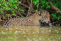 Jaguar (Panthera onca palustris) with Yacare Caiman (Caiman yacare) prey in the Piquiri River. The Pantanal wetlands of Mato Grosso State, Brazil, October. Sequence 3/4