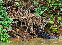 Jaguar (Panthera onca palustris) dragging a Yacare Caiman (Caiman yacare) onto the bank of the Piquiri River. The Pantanal wetlands of Mato Grosso State, Brazil, October. Sequence 4/4