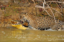 Jaguar (Panthera onca palustris) dragging a Yacare Caiman (Caiman yacare) onto the bank of the Piquiri River. The Pantanal wetlands of Mato Grosso State, Brazil, October.