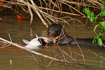 Giant Otter / Giant Brazilian Otter (Pteronura brasiliensis) eating a Pintado fish (Pseudoplatystoma corruscans). The Pantanal wetlands of Mato Grosso State, Brazil, October.