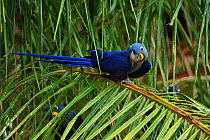 Hyacinth Macaw (Anodorhynchus hyacinthinus) perched on the leaves of the Acuri palm tree (Scheelea phalerata), the main item of its diet. Endangered species. The Pantanal wetlands of Mato Grosso State...