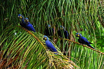 Hyacinth Macaws (Anodorhynchus hyacinthinus) perched on the leaves of the Acuri palm tree (Scheelea phalerata), the main item of its diet. Endangered species. The Pantanal wetlands of Mato Grosso Stat...